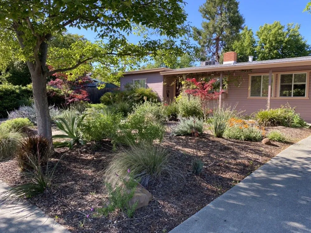Expert yard cleanup service experts serving Davis, CA - Drought Tolerant Landscapes