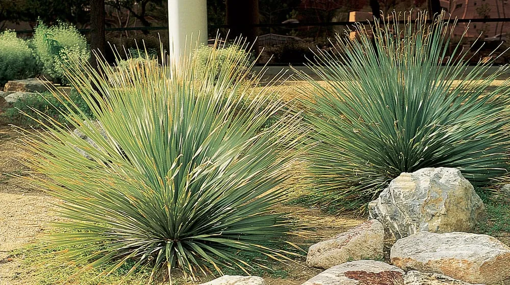 Local residential landscaping in Davis, CA - Drought Tolerant Landscapes