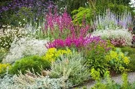 Trusted landscape design in Davis, CA by Drought Tolerant Landscapes