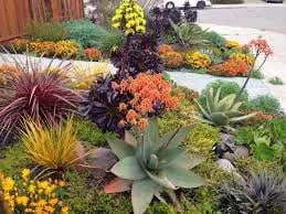Trusted lawn mowing service in Davis, CA - Drought Tolerant Landscapes