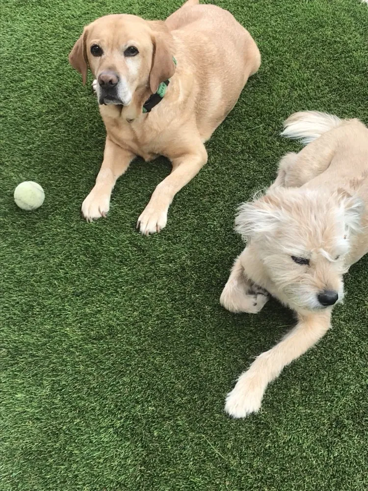 Reliable residential landscaping in Thousand Oaks, CA by Drought Turf