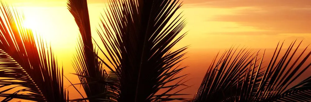 Top-rated landscape design experts serving Boca Raton, FL - D.R's Lawn Service