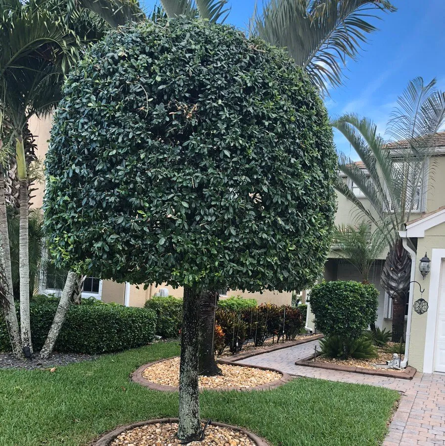 Affordable lawn mowing service for residential properties across Boca Raton, FL - D.R's Lawn Service