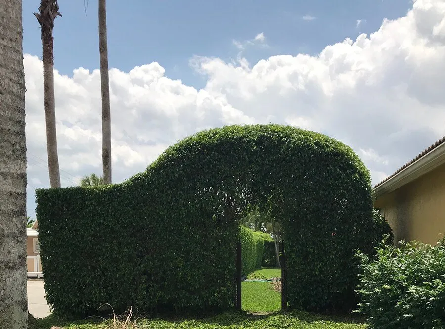 Trusted yard cleanup service in Boca Raton, FL - D.R's Lawn Service