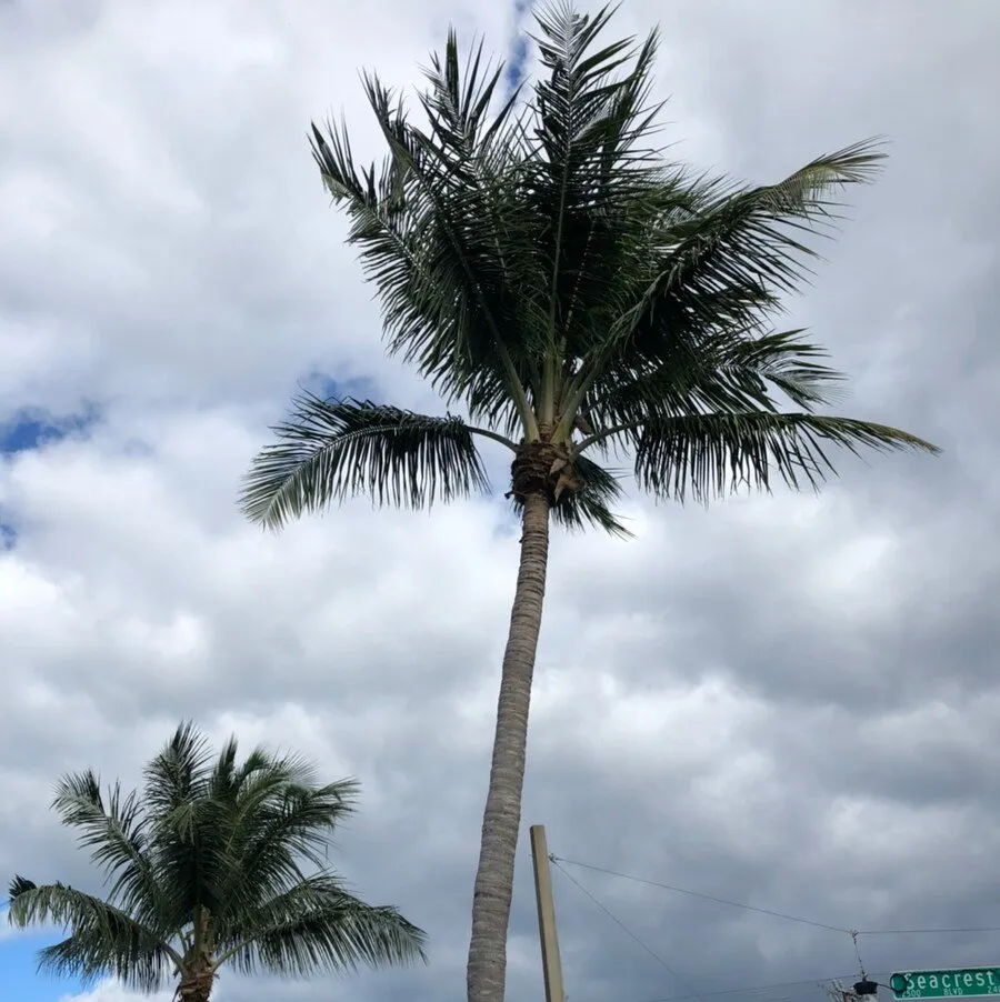 Local garden landscaping for year-round maintenance across Boca Raton, FL - D.R's Lawn Service