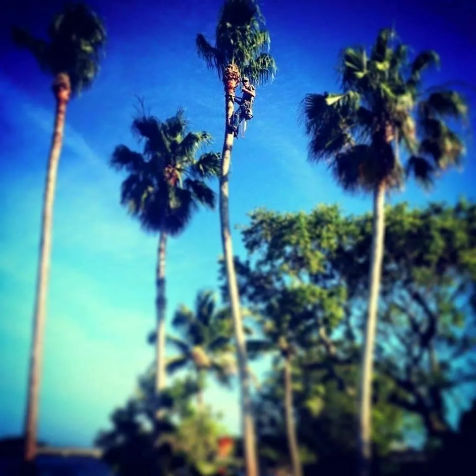 Professional landscape installation experts serving Melbourne, FL - Druse Landscaping And Tree Services