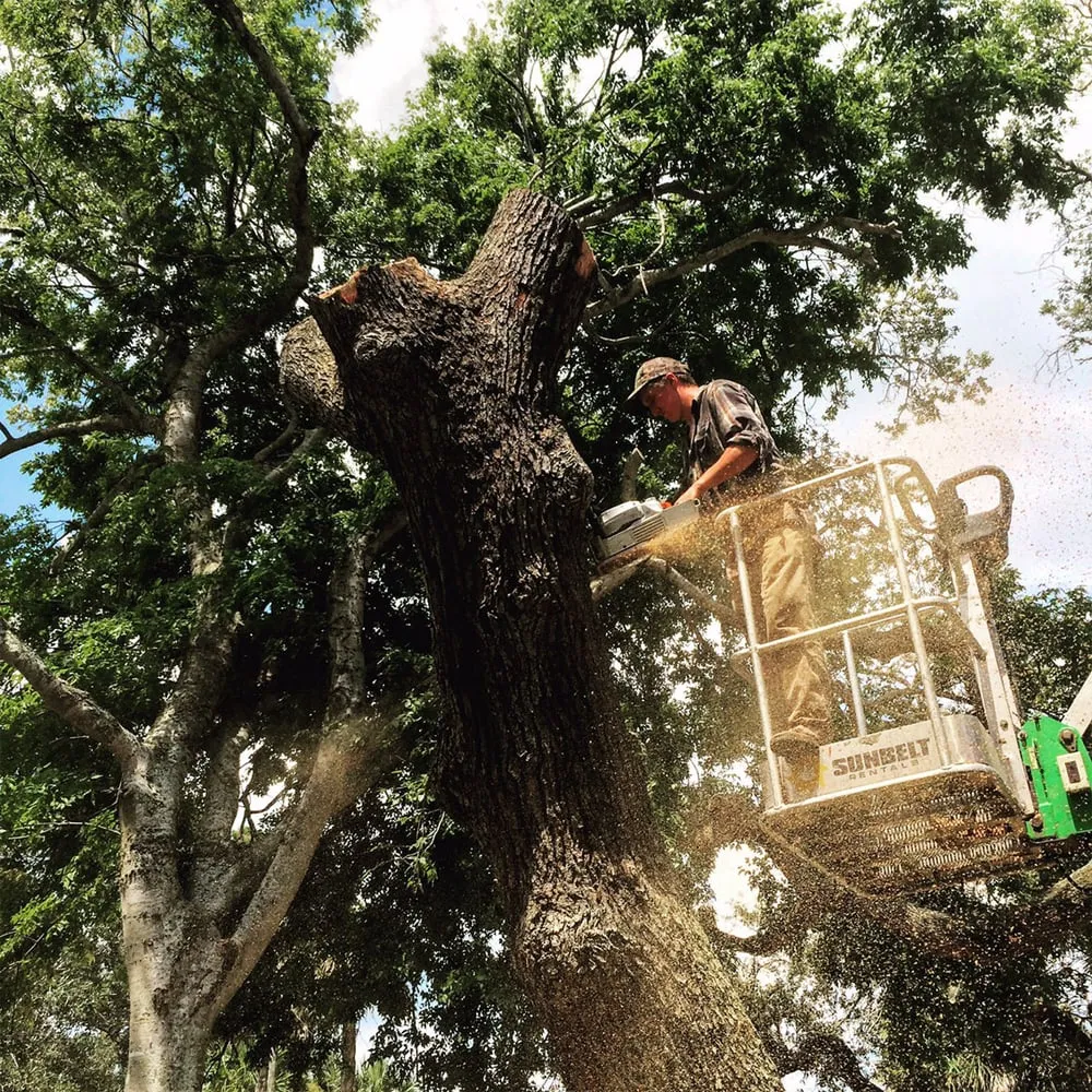 Local yard maintenance in Melbourne, FL by Druse Landscaping And Tree Services