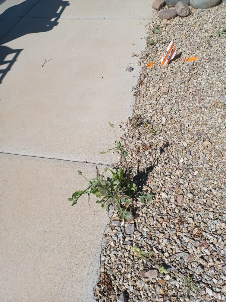 Local outdoor landscaping experts serving Maricopa, AZ - DruWest Landscape Management