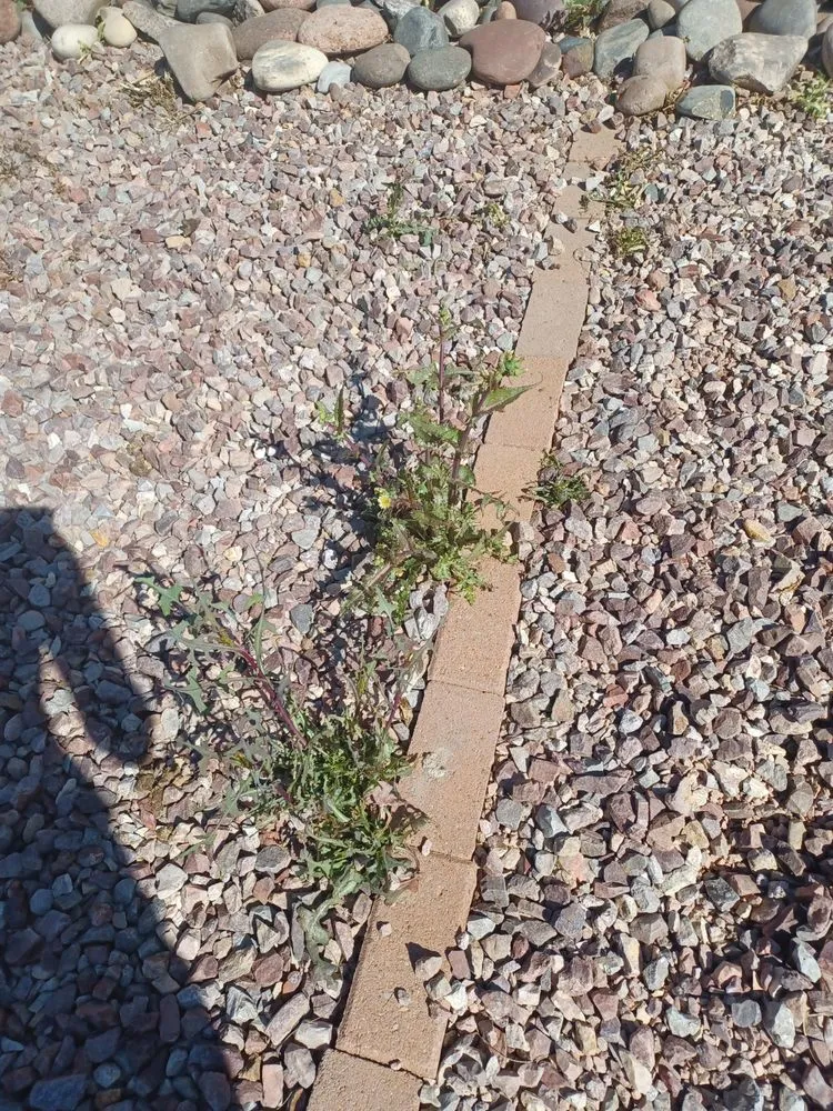 Expert lawn care service experts serving Maricopa, AZ - DruWest Landscape Management