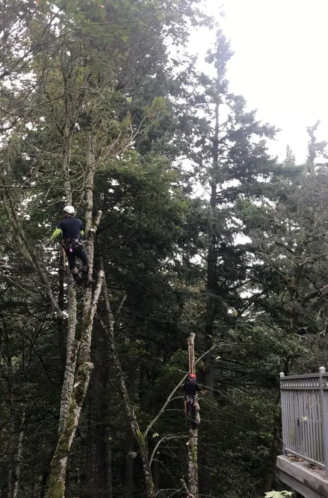 Professional yard cleanup service for year-round maintenance in Hillsboro, OR by Dry Creek Landscape Maintenance