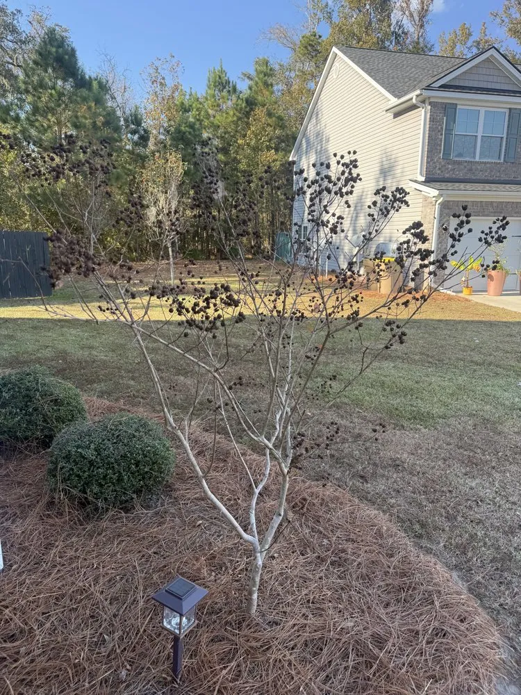 Affordable landscaping services for beautiful yards across Richmond Hill, GA - Dryad Tree and Shrub
