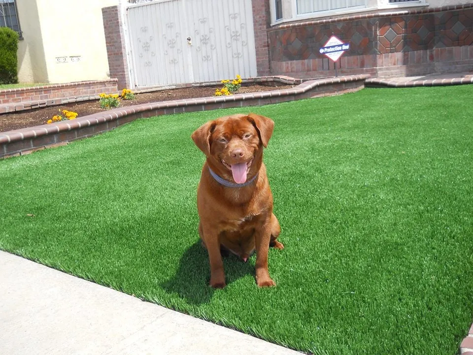 Trusted landscape design for beautiful yards in Simi Valley, CA by DryScape Designs