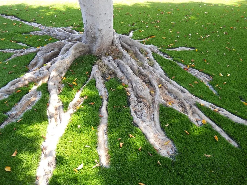 Affordable yard cleanup service for year-round maintenance across Simi Valley, CA - DryScape Designs