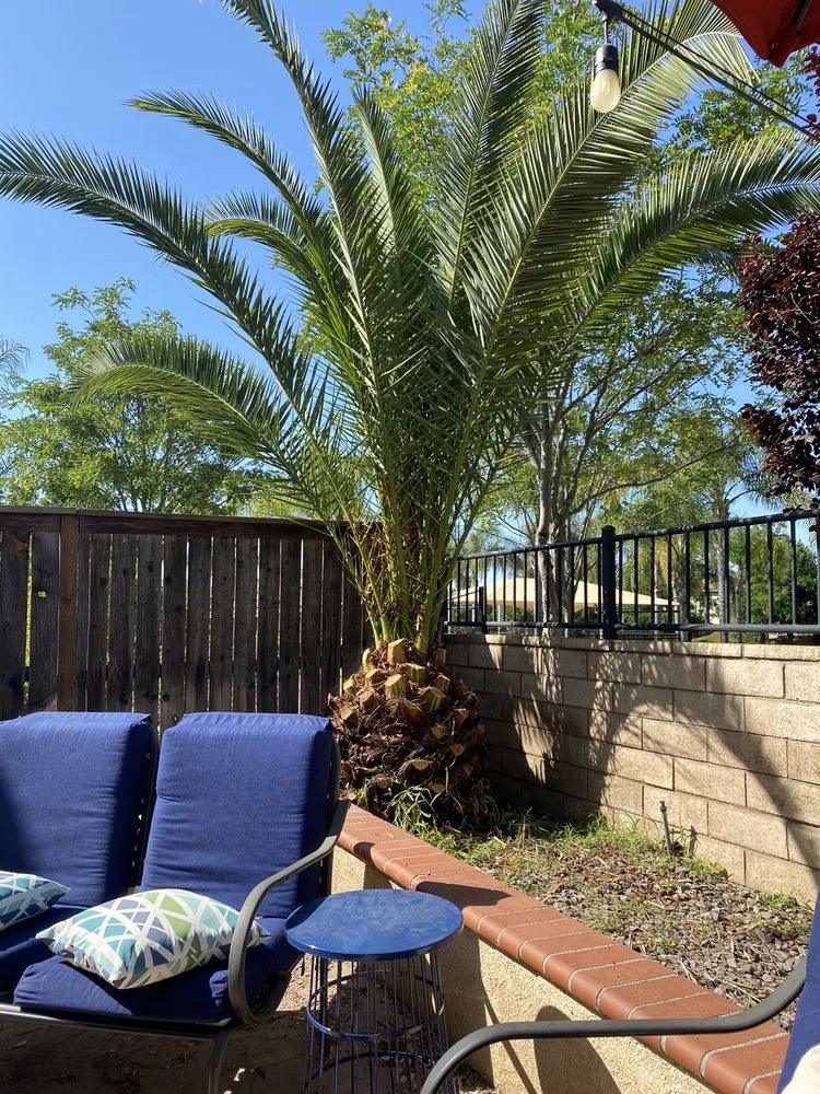 Custom yard maintenance for beautiful yards across Lake Elsinore, CA - DS Agriscapes