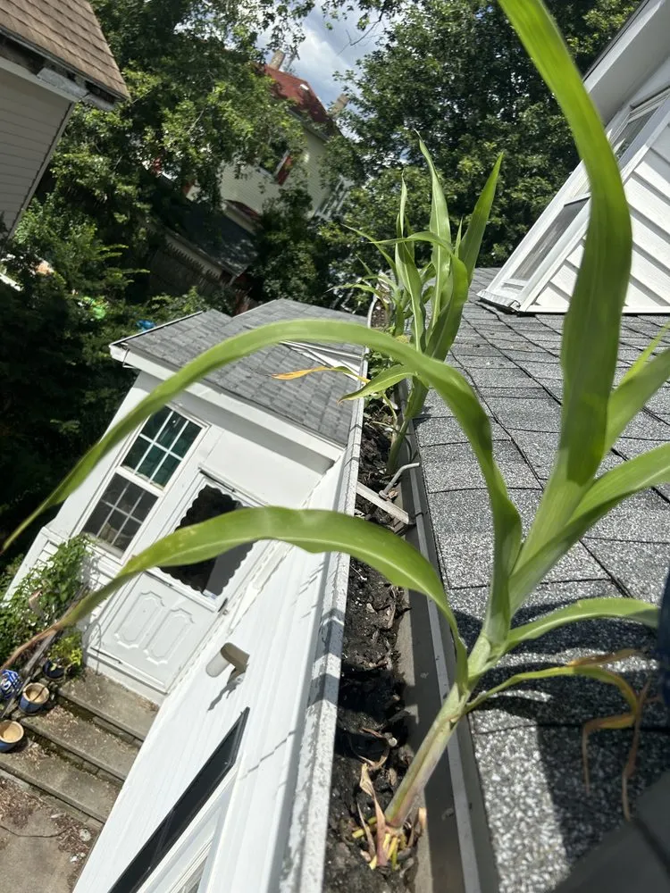 Top-rated yard maintenance in Killingly, CT - DS Cleaning