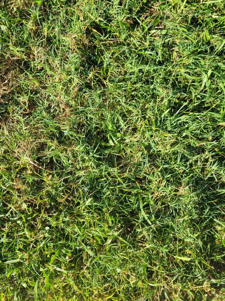 Affordable landscape installation in Palm Coast, FL - D's Cutts