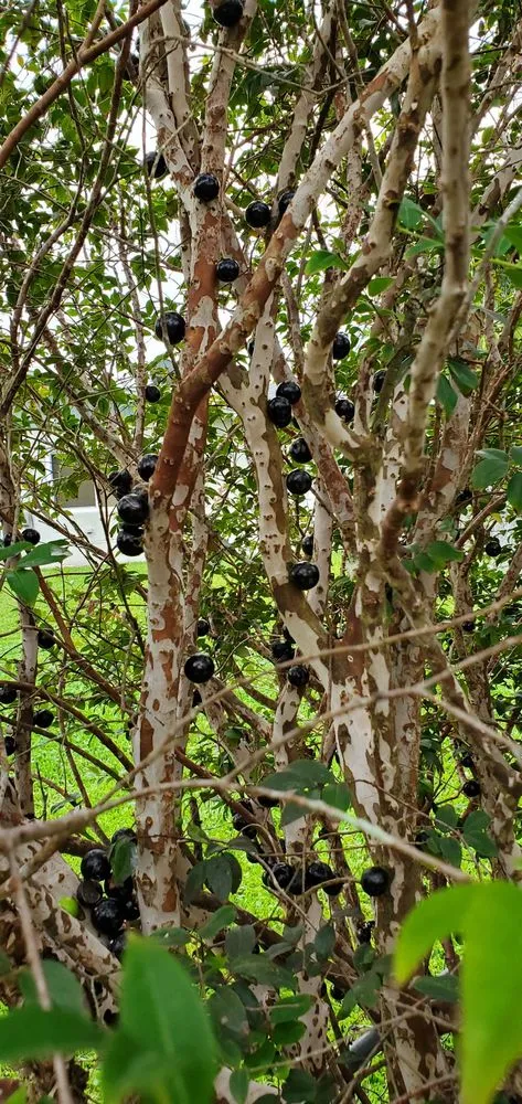 Affordable outdoor landscaping in Miami, FL - D's Fruit Trees