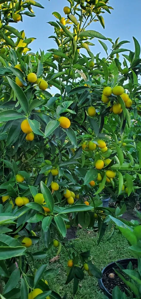 Professional landscape installation in Miami, FL - D's Fruit Trees