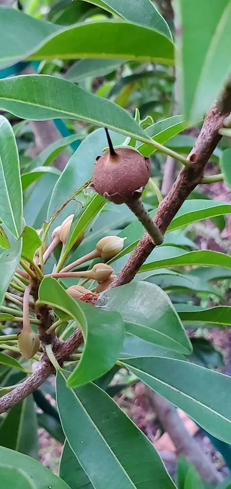 Affordable yard cleanup service in Miami, FL - D's Fruit Trees