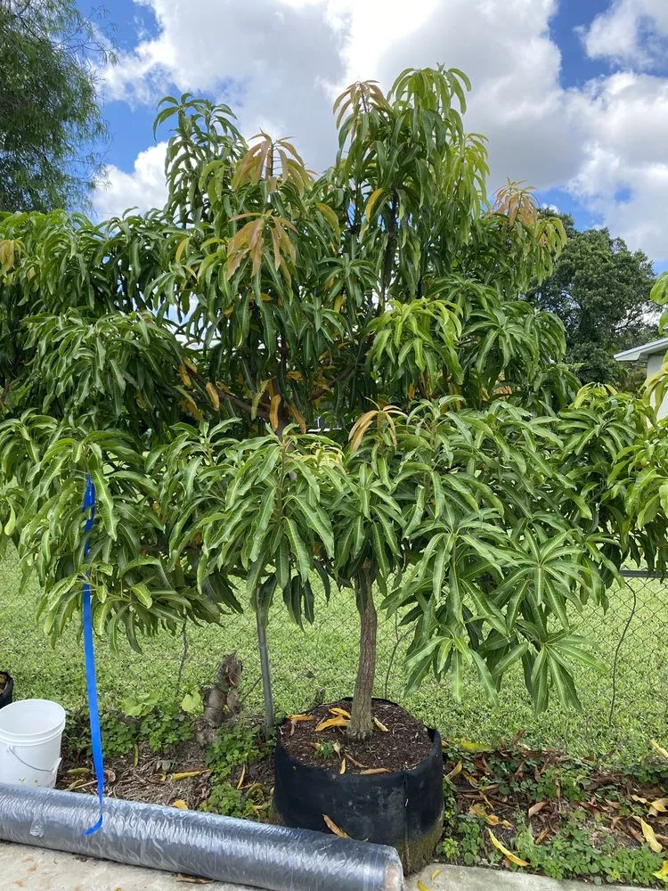 Top-rated outdoor landscaping for residential properties in Miami, FL by D's Fruit Trees