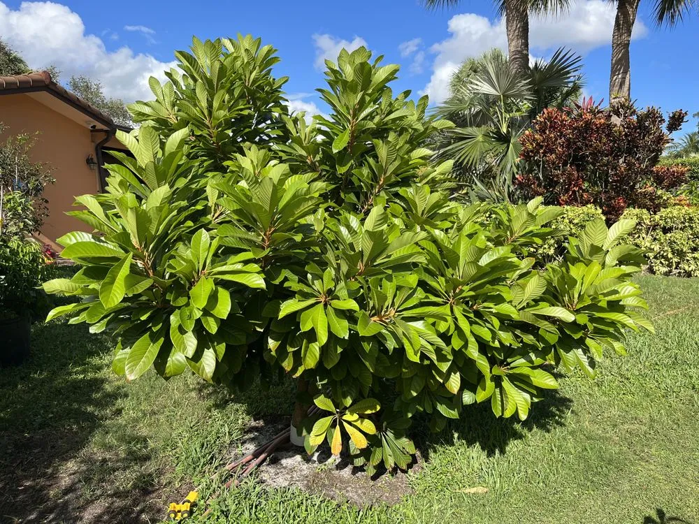 Professional yard cleanup service experts serving Miami, FL - D's Fruit Trees