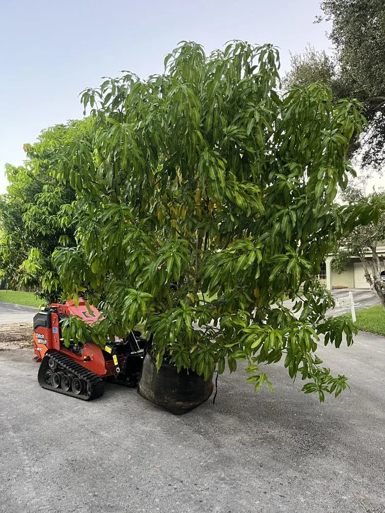 Local landscaping services in Miami, FL - D's Fruit Trees