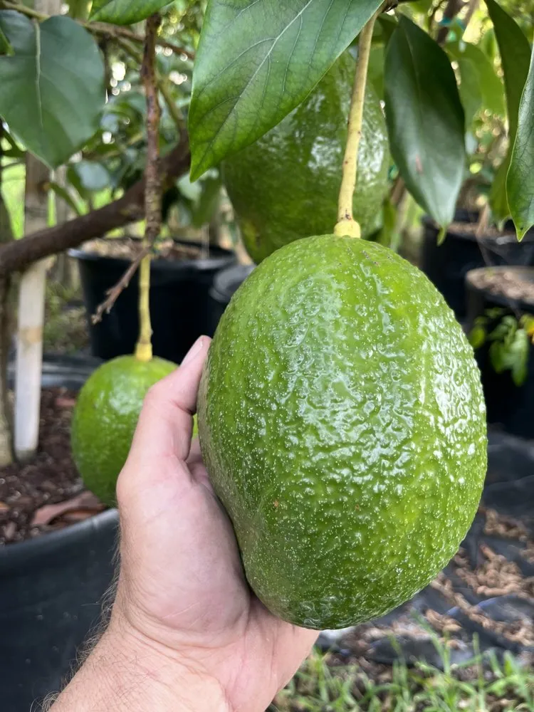 Professional yard maintenance near you across Miami, FL - D's Fruit Trees