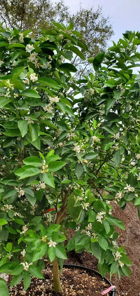 Custom landscaping services for outdoor upgrades across Miami, FL - D's Fruit Trees