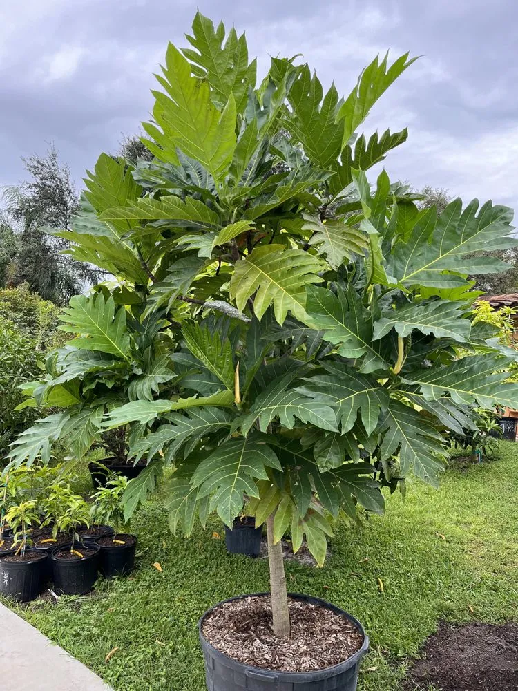 Local landscaping services in Miami, FL by D's Fruit Trees