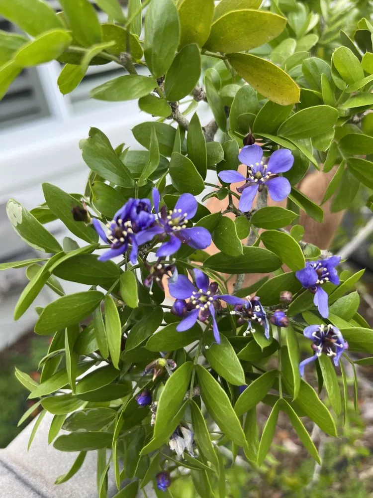 Trusted lawn care service experts serving Miami, FL - D's Fruit Trees