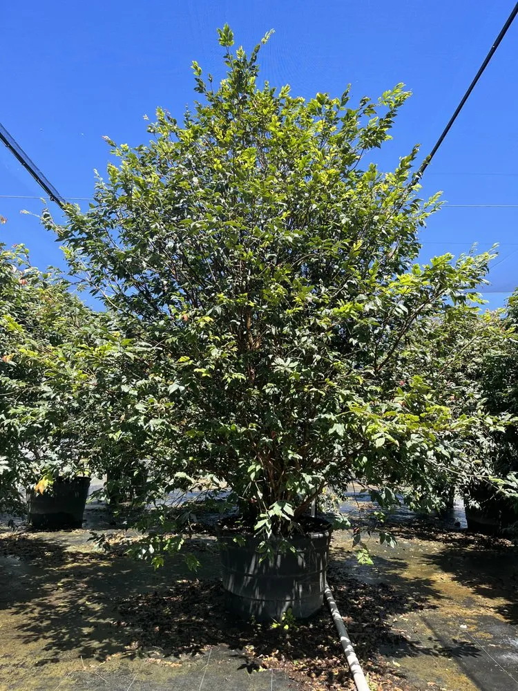 Custom landscaping services in Miami, FL - D's Fruit Trees
