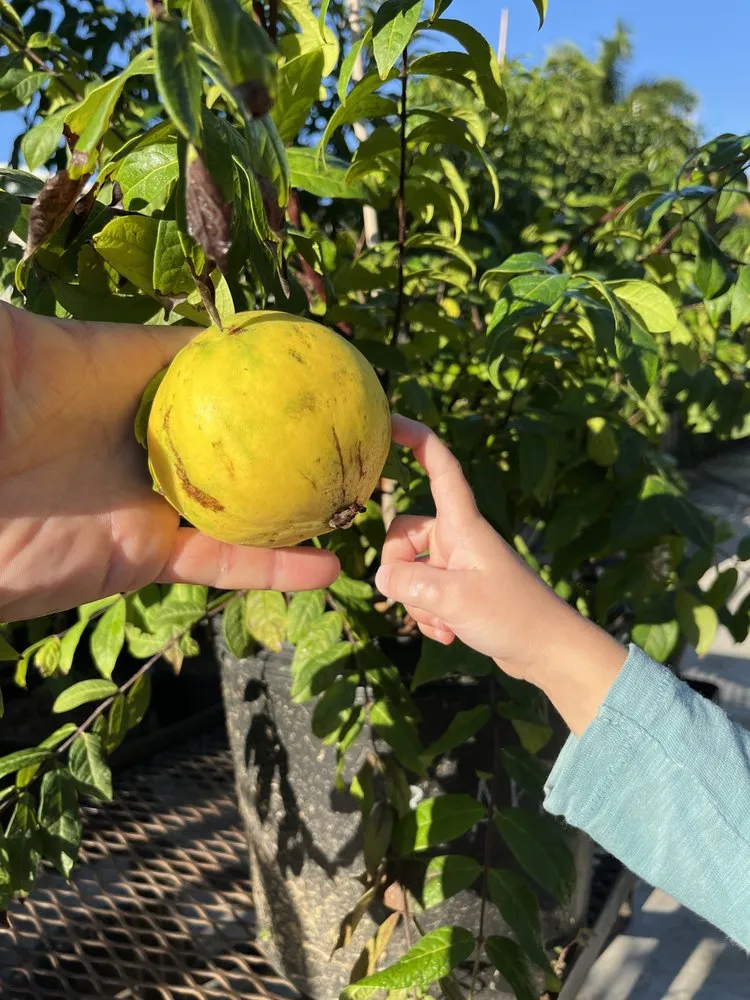 Local yard cleanup service with custom design across Miami, FL - D's Fruit Trees