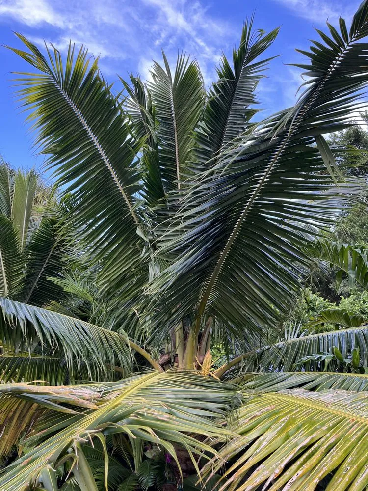 Local outdoor landscaping for outdoor upgrades in Miami, FL by D's Fruit Trees