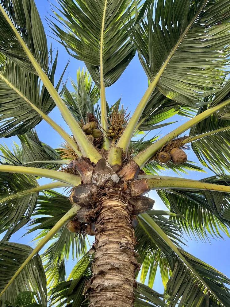 Professional lawn mowing service in Miami, FL - D's Fruit Trees