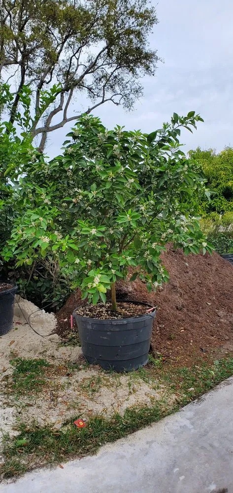 Top-rated lawn care service in Miami, FL - D's Fruit Trees