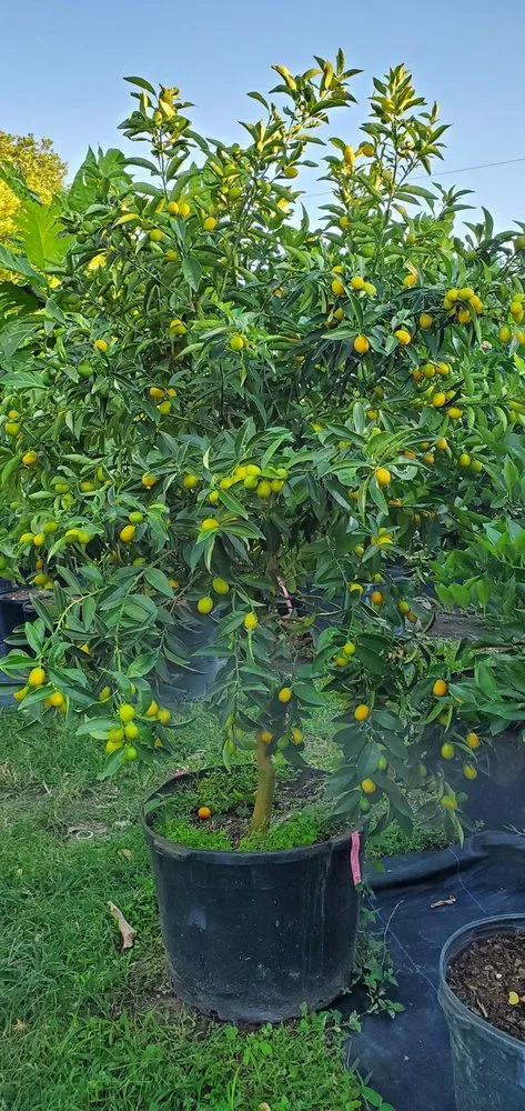 Expert landscape installation for beautiful yards across Miami, FL - D's Fruit Trees