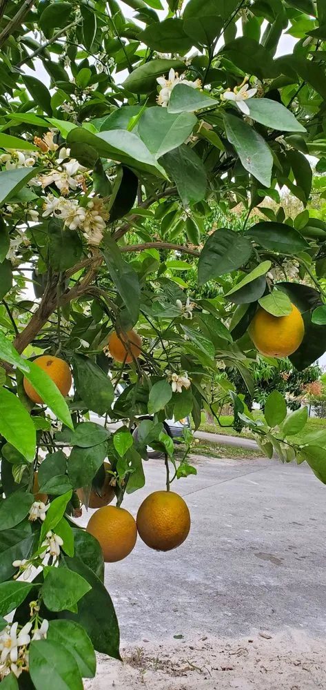 Reliable lawn care service with custom design in Miami, FL by D's Fruit Trees