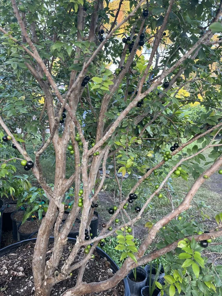 Expert landscape design experts serving Miami, FL - D's Fruit Trees