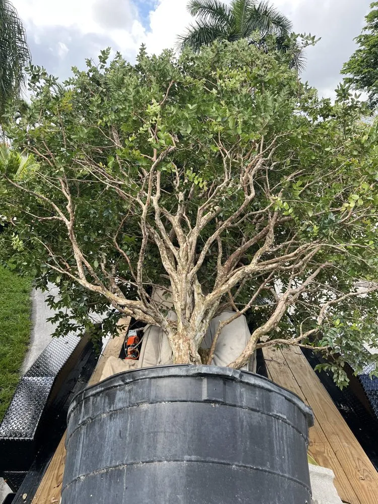 Expert residential landscaping near you in Miami, FL by D's Fruit Trees