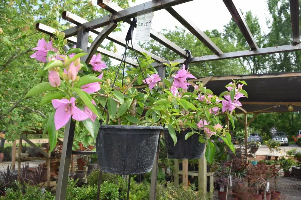 Local yard maintenance in Baton Rouge, LA by D's Garden Center