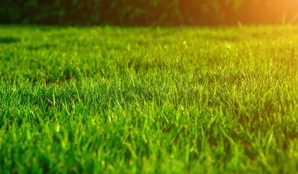 DS Home Maintenance Logo