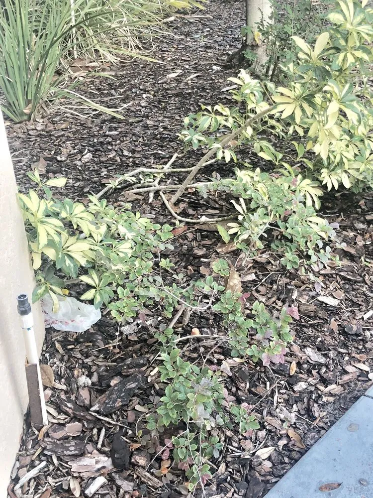 Professional yard maintenance in Casselberry, FL by DS Landscape & Maintenance