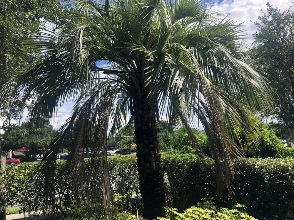 Professional garden landscaping in Casselberry, FL - DS Landscape & Maintenance