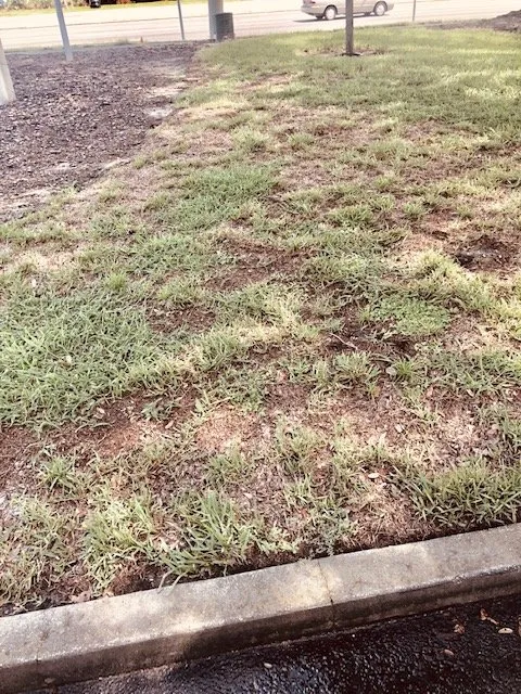 Custom garden landscaping experts serving Casselberry, FL - DS Landscape & Maintenance