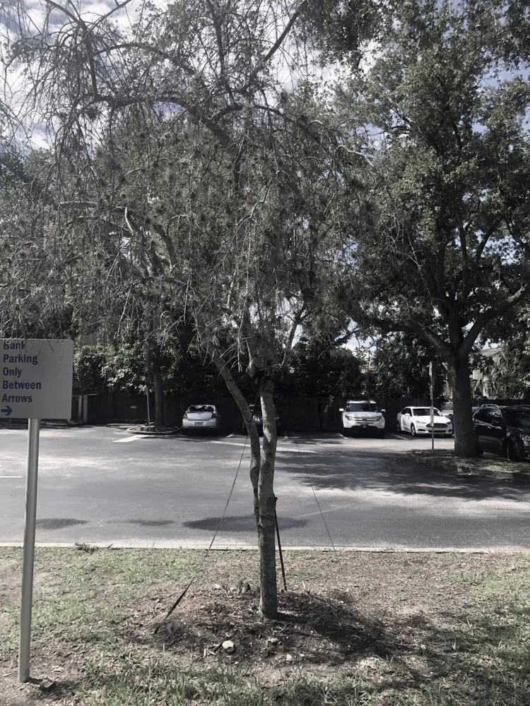 Local residential landscaping for residential properties across Casselberry, FL - DS Landscape & Maintenance