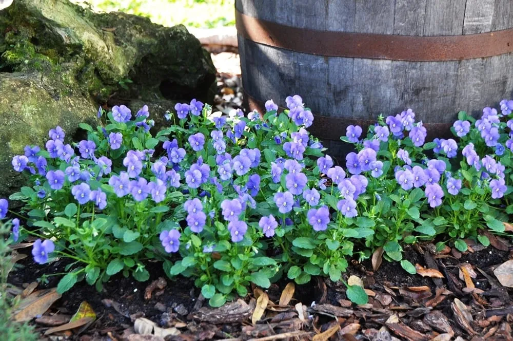 Top-rated lawn mowing service experts serving Casselberry, FL - DS Landscape & Maintenance