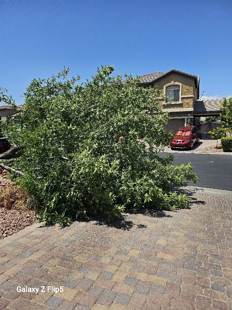 Reliable yard maintenance for residential properties across Pahrump, NV - D&S Landscape & Maintenance