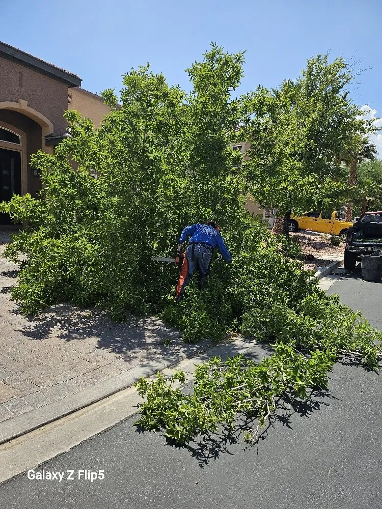 Custom yard cleanup service experts serving Pahrump, NV - D&S Landscape & Maintenance