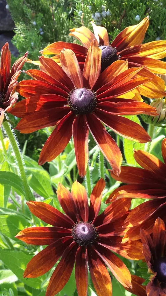 Professional residential landscaping in Peabody, MA - D&S Landscaping & Junk Removal