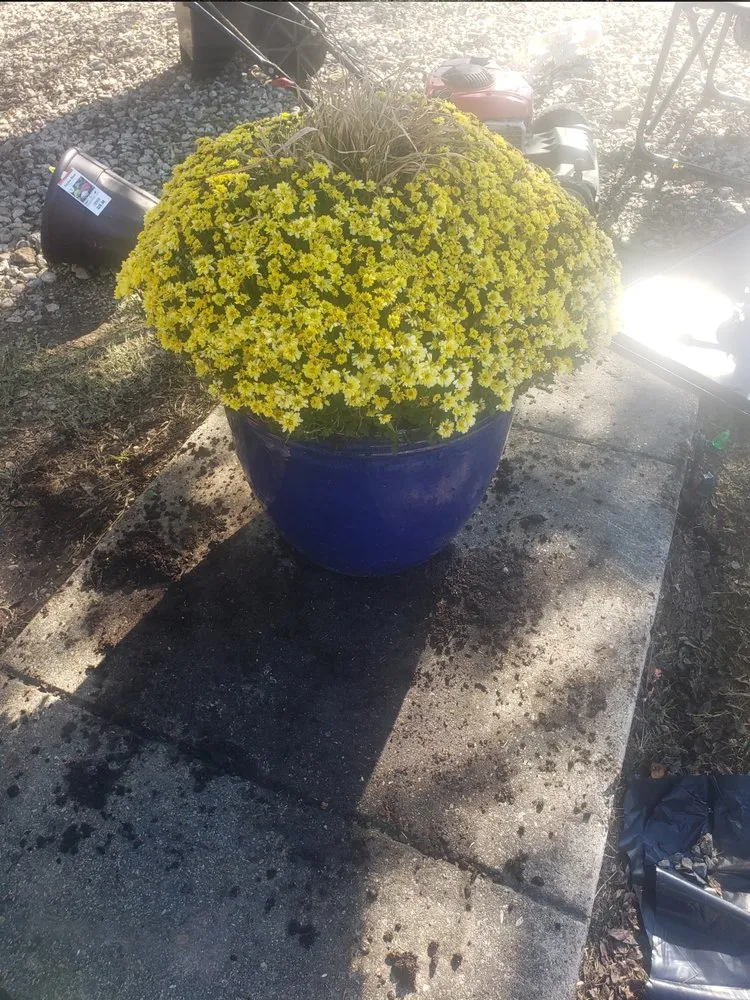 Reliable yard maintenance in Grand Prairie, TX - D's Landscaping